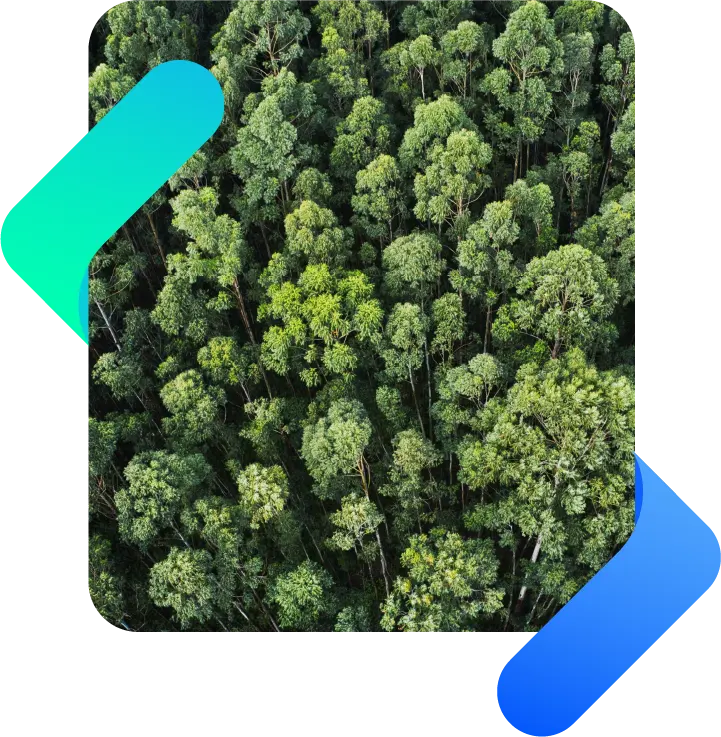 floresta com árvores verdes vista de cima